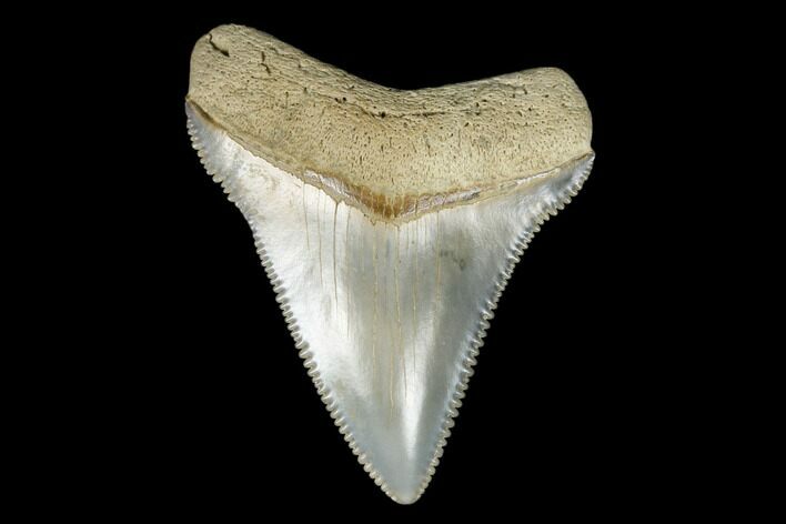Serrated, Fossil Chubutensis Tooth - Aurora, North Carolina #176595
